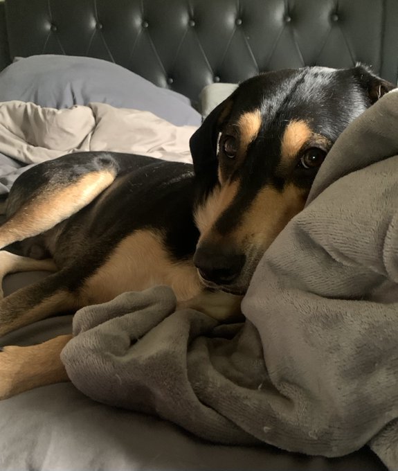 The Buck You Will tweet media