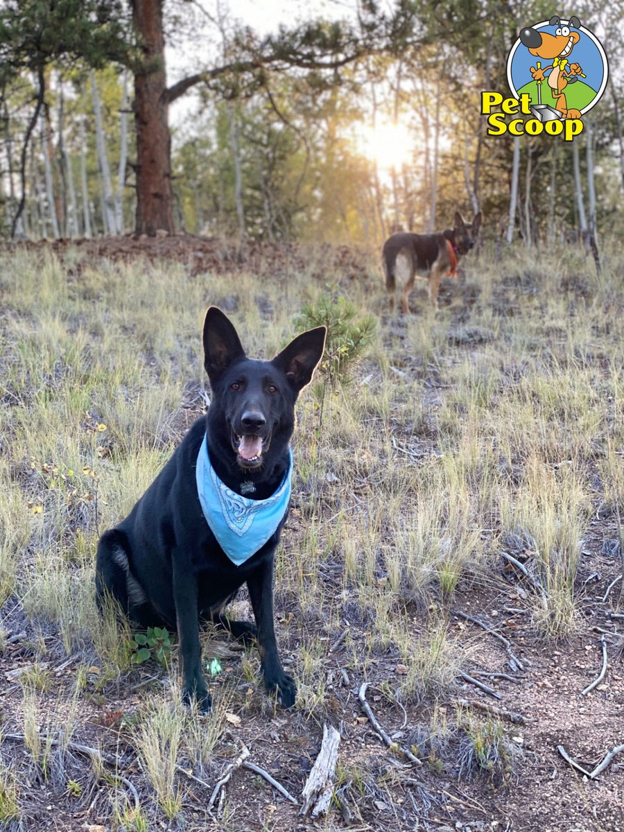petscoop's tweet photo. Friday feels are better in Colorado! 🏔️ While you’re hitting the trails, we’re keeping your yard adventure-ready. We’ve been scooping year-round since 1994; no snow stops our crew! You enjoy the view, we’ll scoop the poo. 🐾✨ #PetScoop #ColoradoDogs https://t.co/5e2K4xArgD