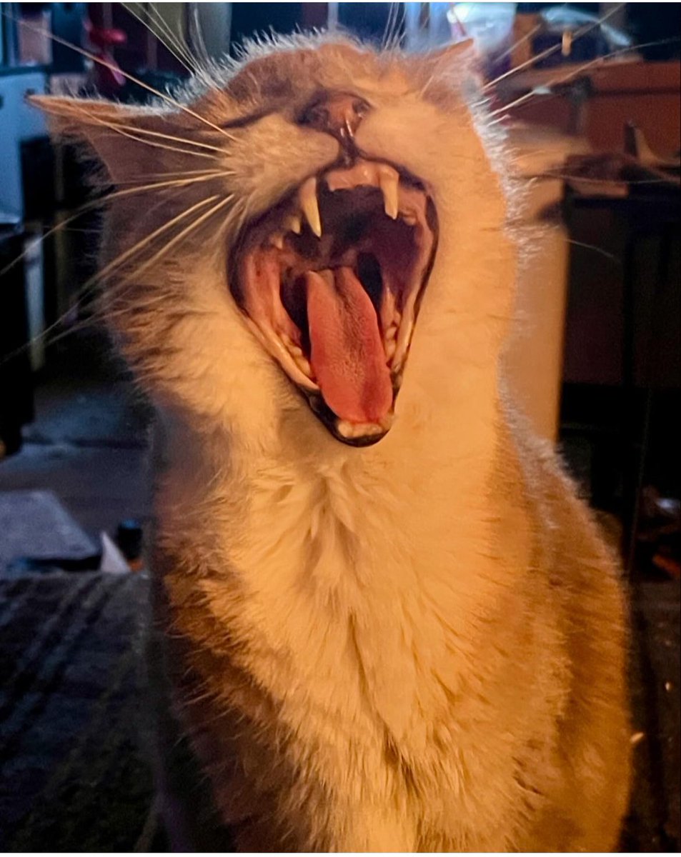 Greg Camp tweet media