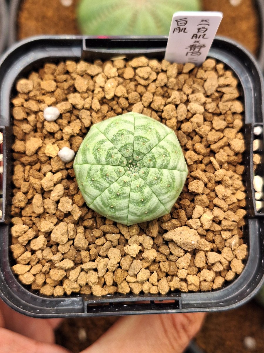 たかし tweet media