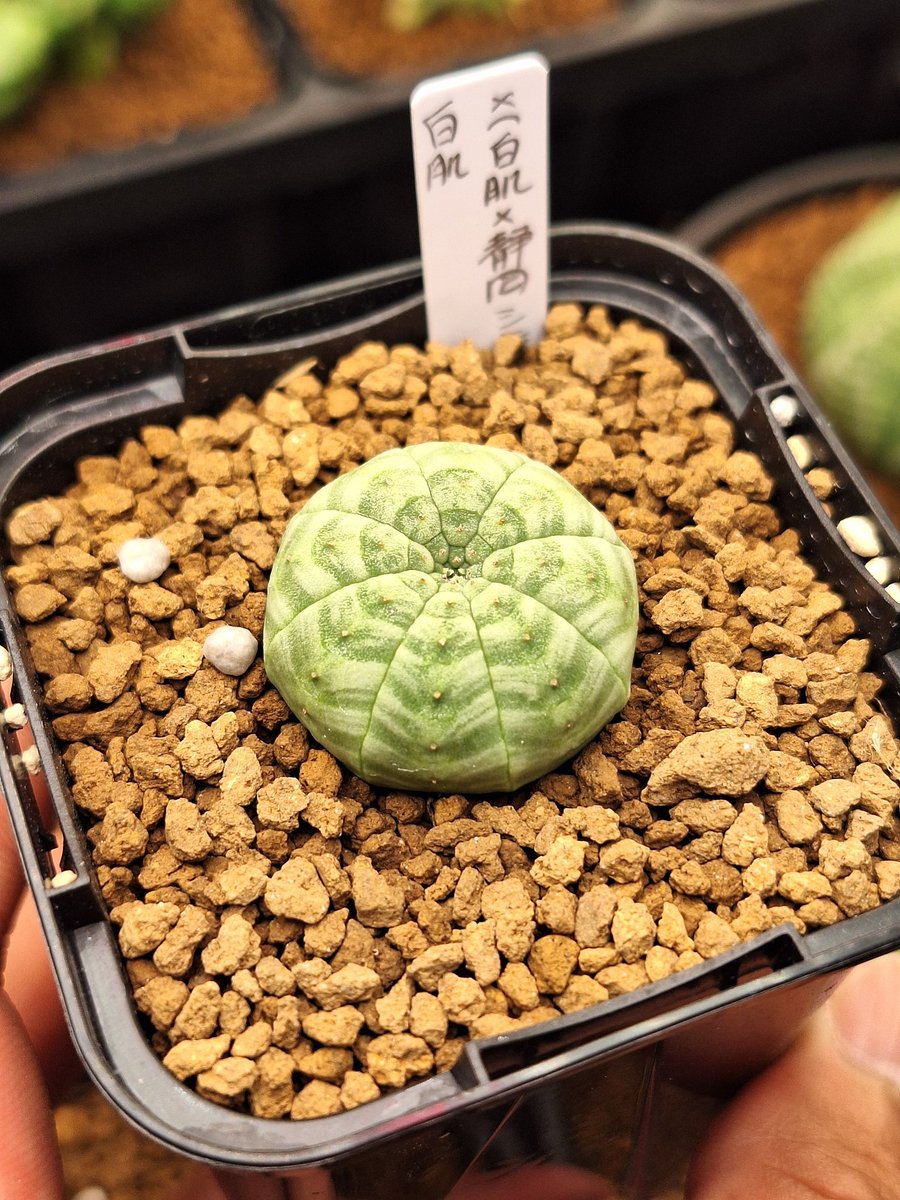 たかし tweet media