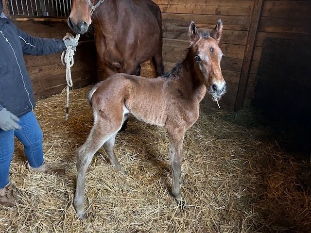 Blue Chip Farms tweet media