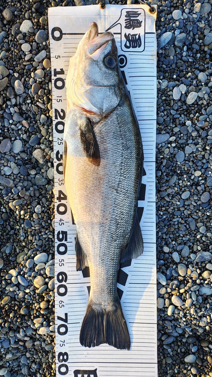 マー坊 tweet media