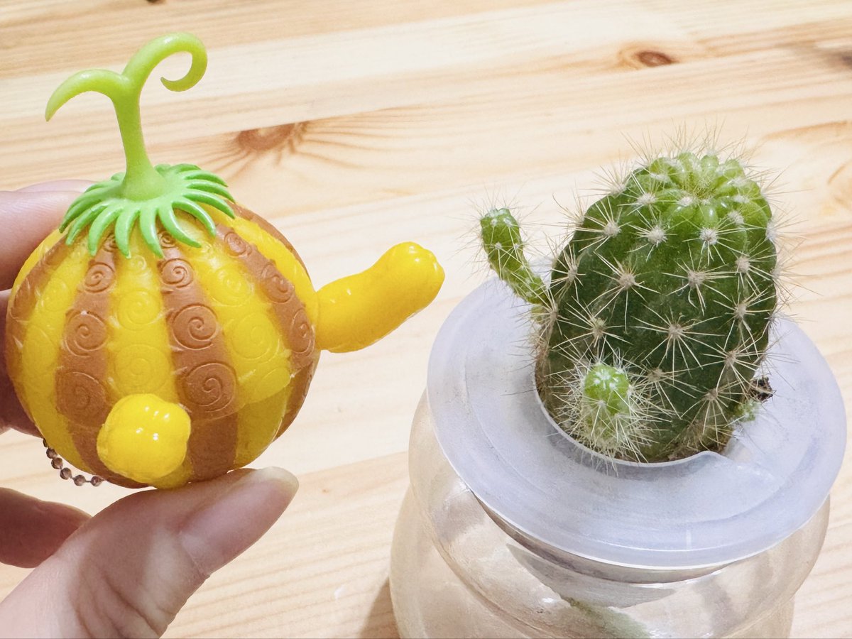 家のサボテンにいつの間にか腕生えてスナスナの実のお友達みたいになってる🌵