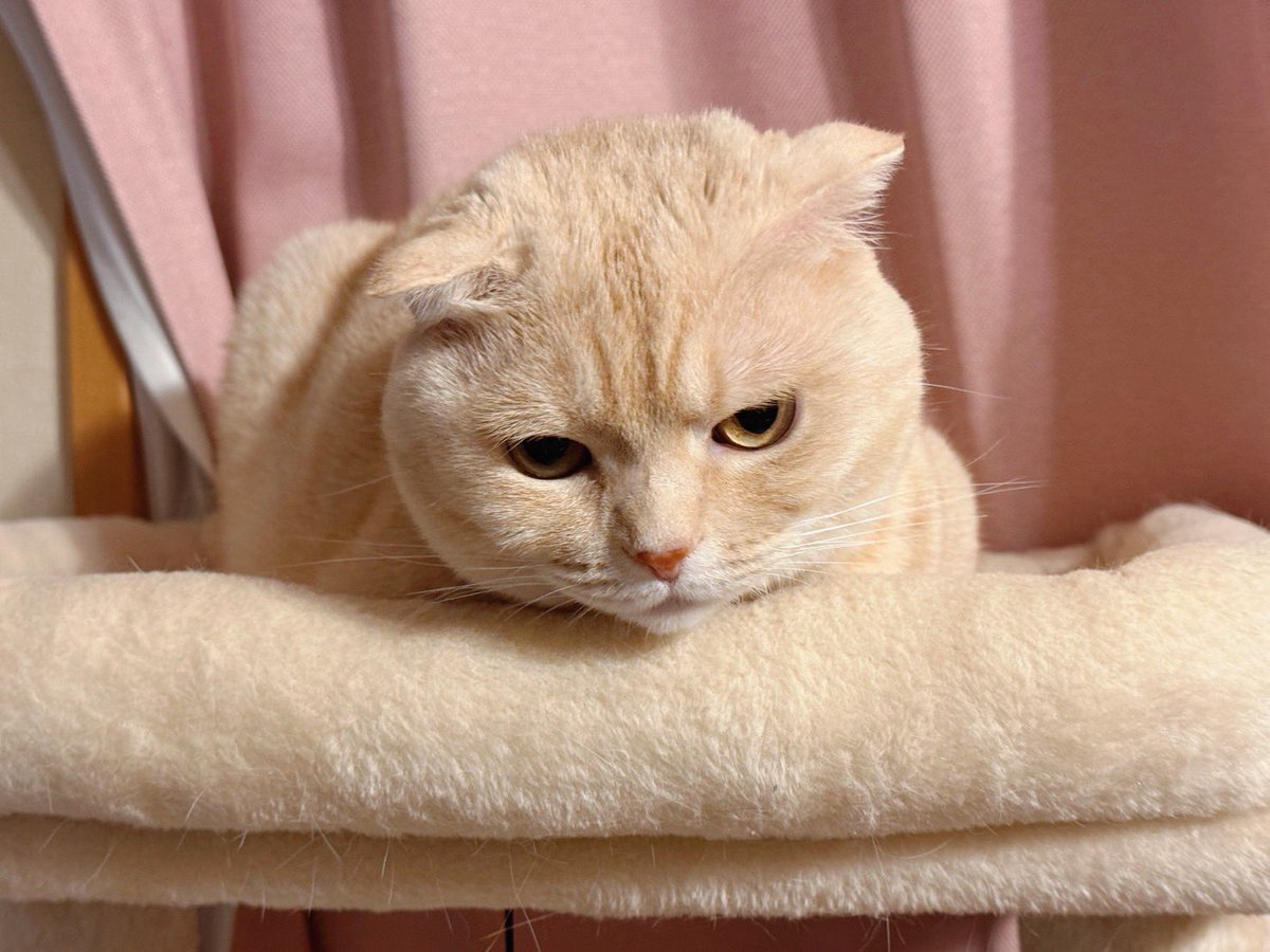 (ㆆᴥㆆ).｡oஇ tweet media