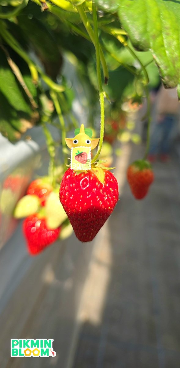 reiko_18_manu's tweet photo. おそろい🍓💛

#ピクミンブルームARフォト部
#PikminAR  #ピクミンブルーム https://t.co/ZWSrF66Vu5