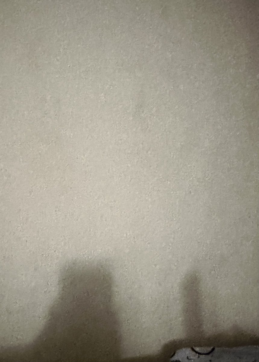 野良貓 tweet media