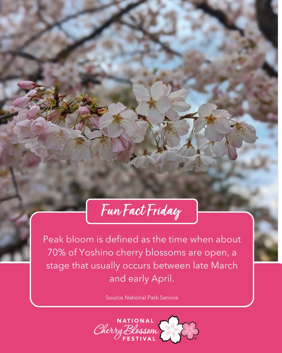 National Cherry Blossom Festival 🌸 tweet media
