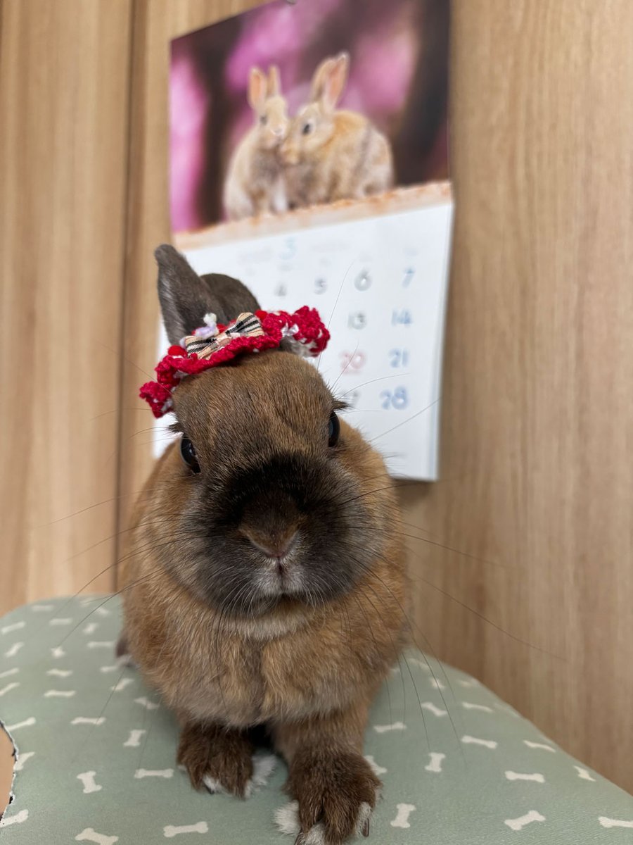 ご長寿うさぎさん] もかちゃん 10歳「2月22日にゃんと10歳をむかえまし