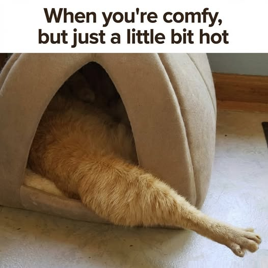 Oh yes!🤣🤣🤣🤣🤣🤣🤣🤣🤣🤣🤣🤣🤣