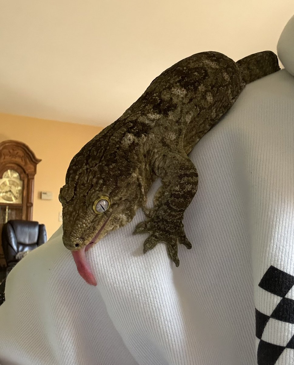 Correlophys tweet media