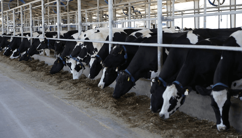 elrural's tweet image. 🐄 Crisis lechera en Argentina: caída del precio de la leche y mayor concentración del negocio tambero
#Leche #Producción #Tambo

👉 elrural.com/?p=311377

Más información en📌 elrural.com