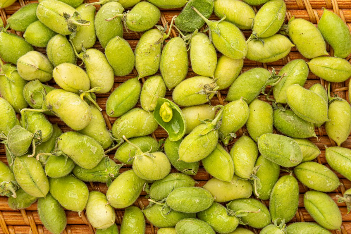 まるむし (@marumushi513) / Posts / X