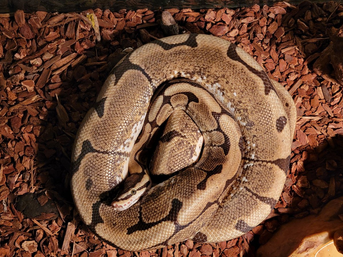 MorphBalls's tweet photo. Side-sleeper alert! 
This Spider girl decided normal coils are for amateurs... she's going full sideways nap mode. What a total nutcase 
Who's got the weirdest sleeper in their collection?
#SpiderBallPython #BallPython #WeirdButCute #SnakeLife #MorphBalls https://t.co/Dvz8n9xEK0