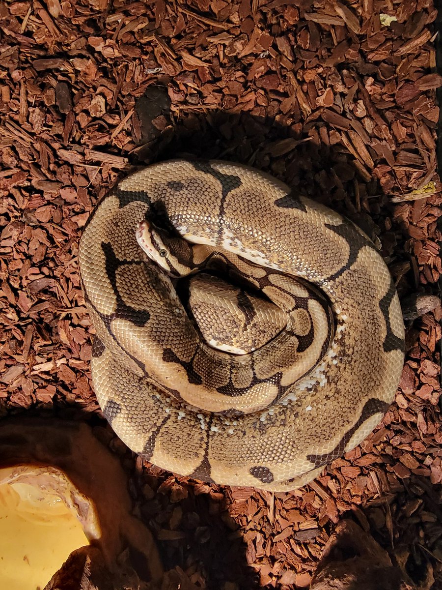 MorphBalls's tweet photo. Side-sleeper alert! 
This Spider girl decided normal coils are for amateurs... she's going full sideways nap mode. What a total nutcase 
Who's got the weirdest sleeper in their collection?
#SpiderBallPython #BallPython #WeirdButCute #SnakeLife #MorphBalls https://t.co/Dvz8n9xEK0