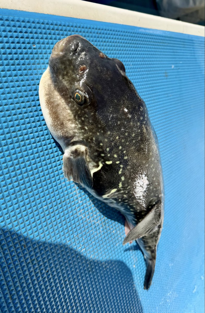 ヒデトラ tweet media