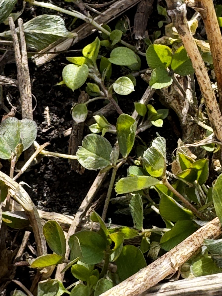 Standard Process Inc tweet media