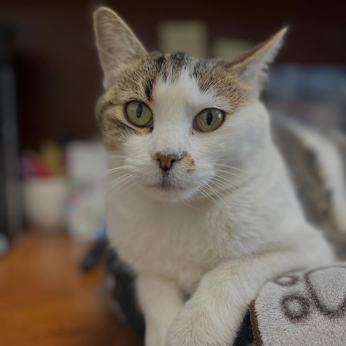 BounceRadio999's tweet photo. Introducing Bee &amp; Penny and Dusty, this week's adorable adoptables, waiting for you at the Winnipeg Pet Rescue Shelter - 2727 Portage ave.
@wpgpetrescue
@winnipegpetrescue https://t.co/Ld8bSAEpYM