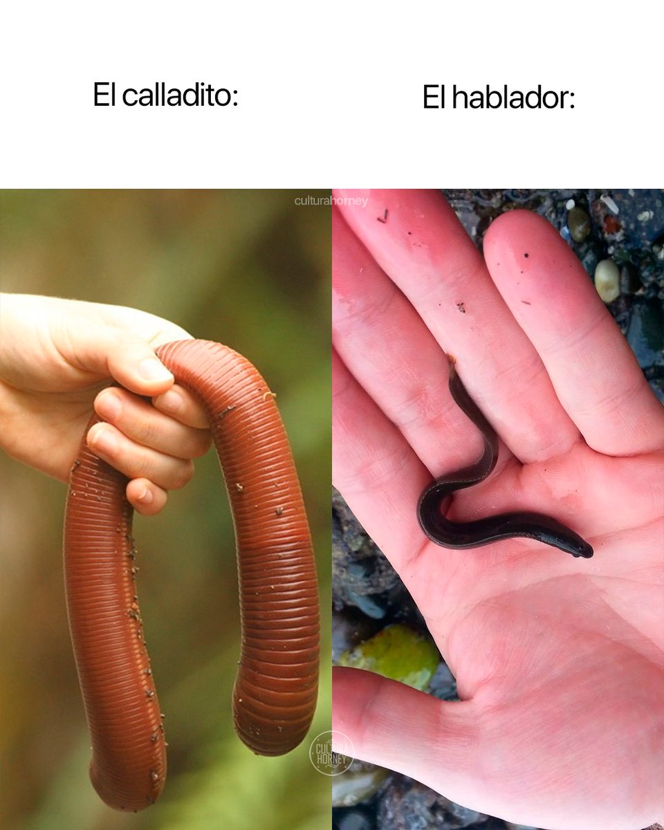 Cultura Horney tweet media