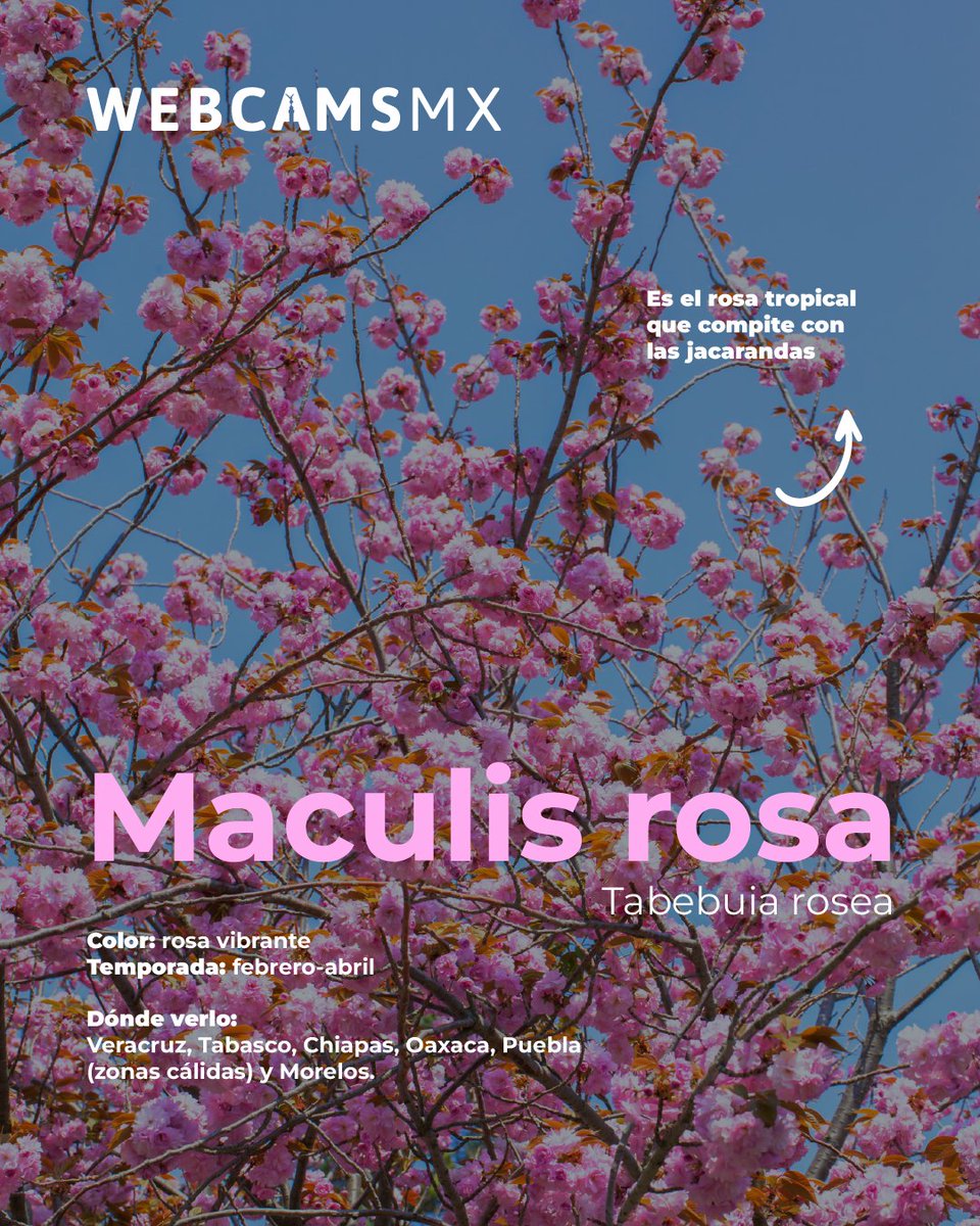 Webcams de México tweet media