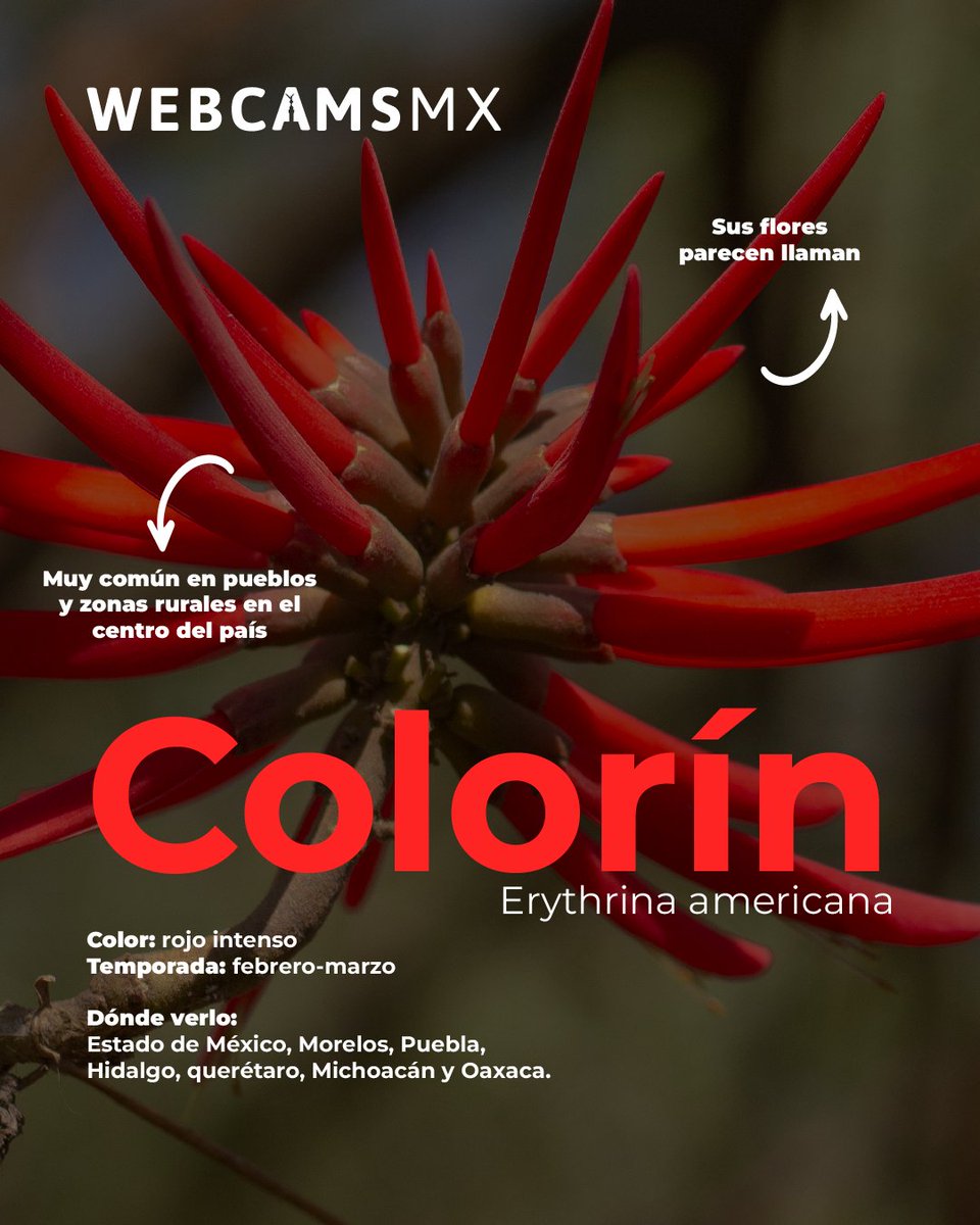 🪻🔴NO TODO SON LAS JACARANDAS 🔴🪻
México es un jardín infinito.
Más allá de las jacarandas, nuestro país guarda una enorme diversidad de flores llenas de color, historia y tradición.
Hoy te contamos qué otras flores podemos encontrar en México y por qué forman parte de nuestra