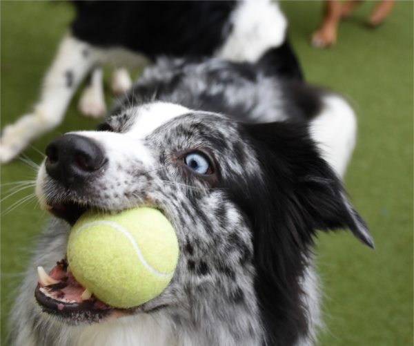 BowWowFunTowne's tweet photo. Have you been trying to train your dog yourself? How is that working for you? Maybe it's time to hire a professional dog trainer if you're having some of these problems,
https://t.co/4QQNdCadod https://t.co/24jkg6khNz