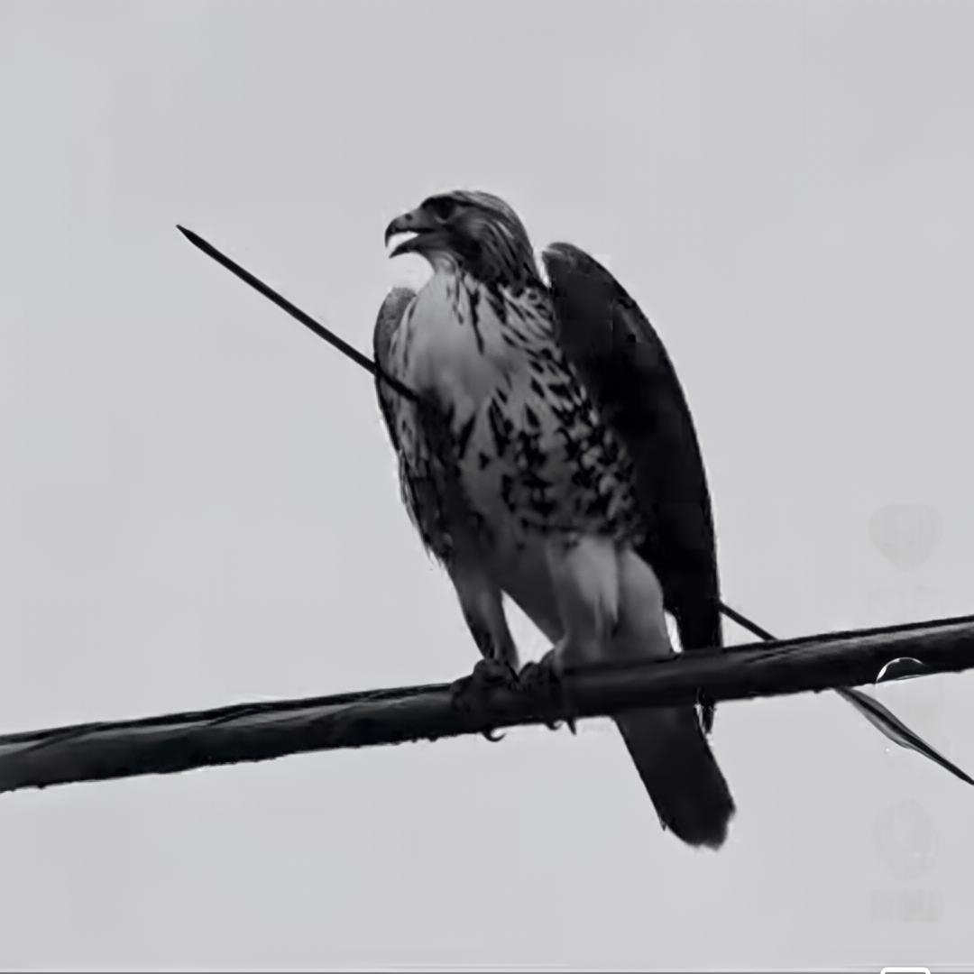 Journalist Ankur Gupta tweet media
