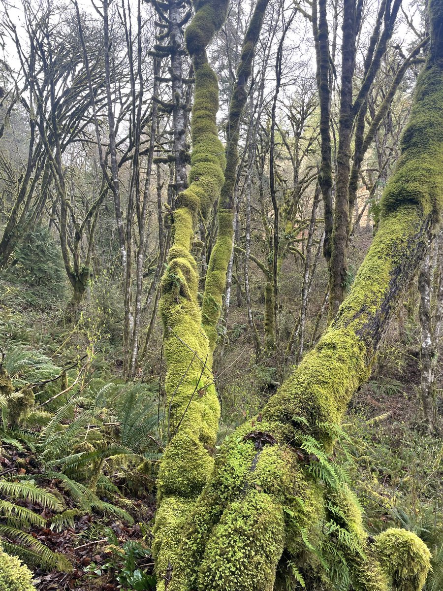 Magdalena🌲 tweet media