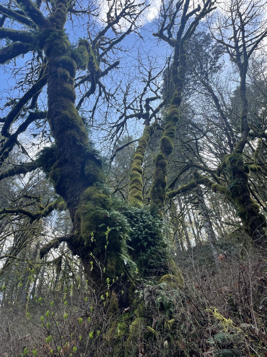 Magdalena🌲 tweet media