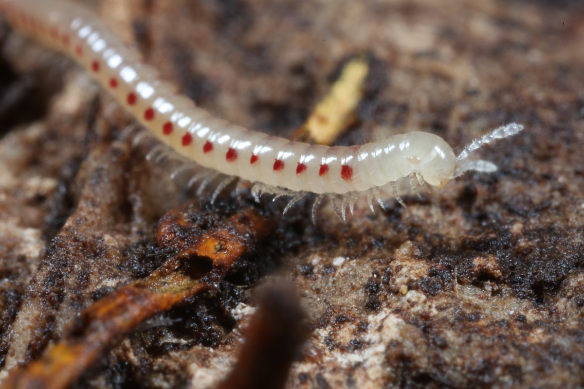 Maico Weites tweet media