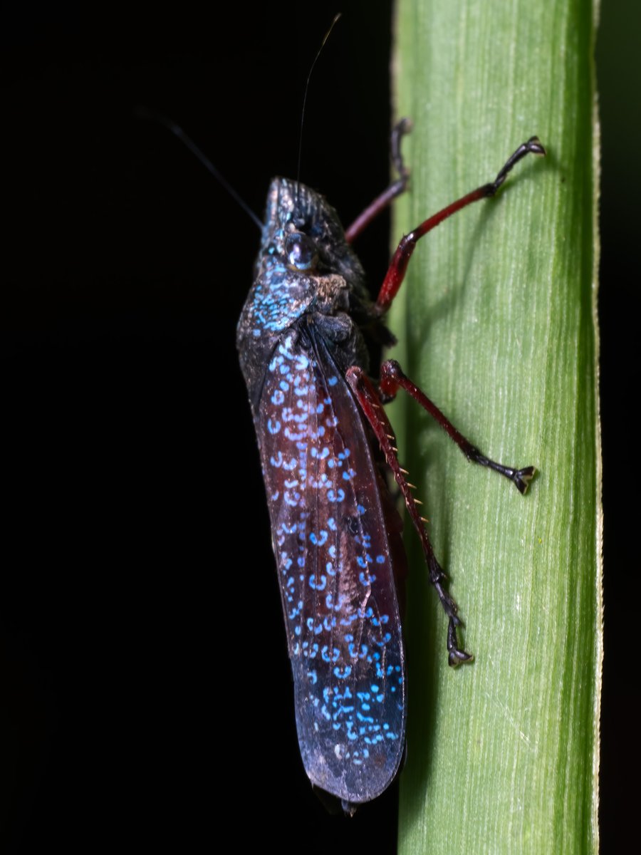 Alan Rockefeller tweet media