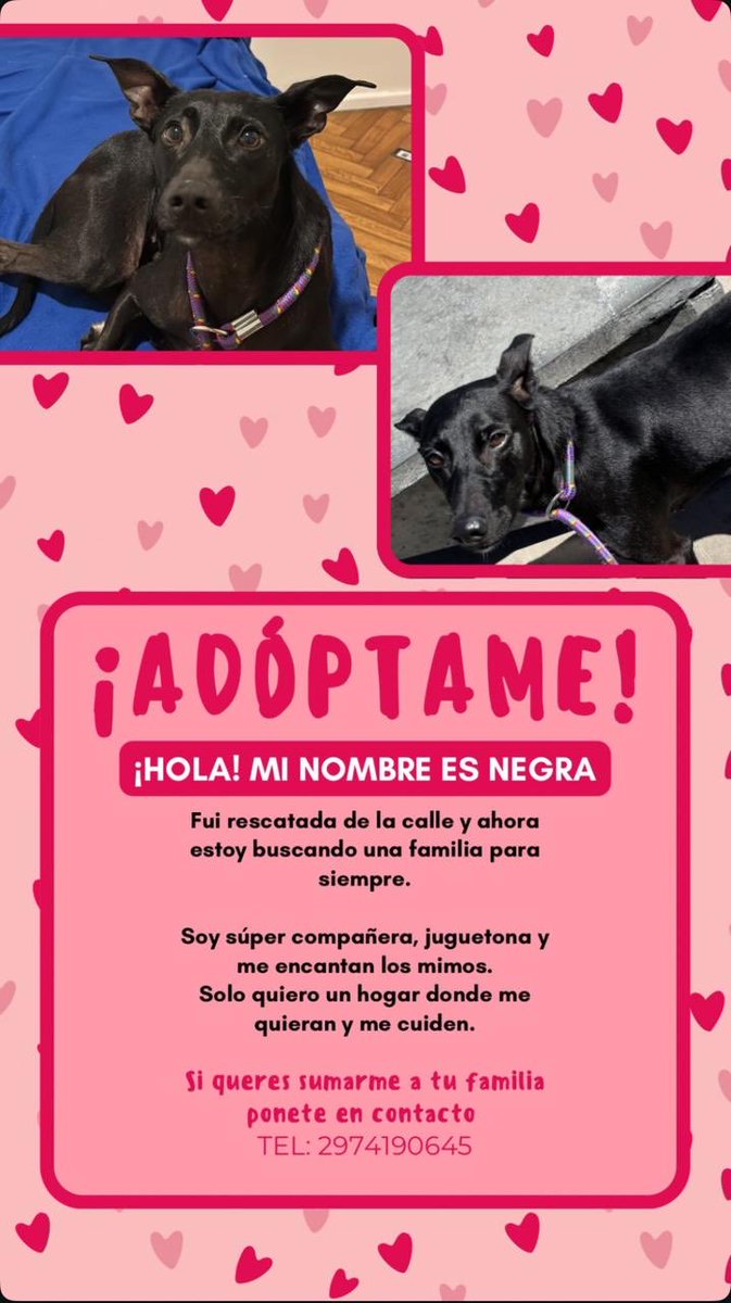 Interesados , en CABA , esta perrita necesita un hogar urgente. Por favor RT , ya no la pueden tener más 🙏🏼🙏🏼🙏🏼