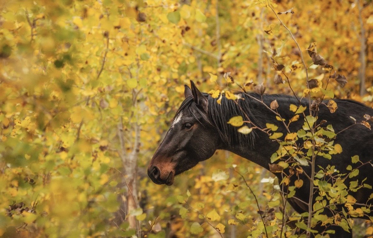 skydogsanctuary's tweet photo. Outlaw is #SouthSteens #wildhorse royalty, grandson of Renegade &amp; Lupine. Four generations of his family came to Skydog when he was a tiny foal. The mares in his band formed a fierce matriarchy that taught him to swim in ponds, rest among the Aspens, run wild &amp; free. https://t.co/cEyIR6BwQG