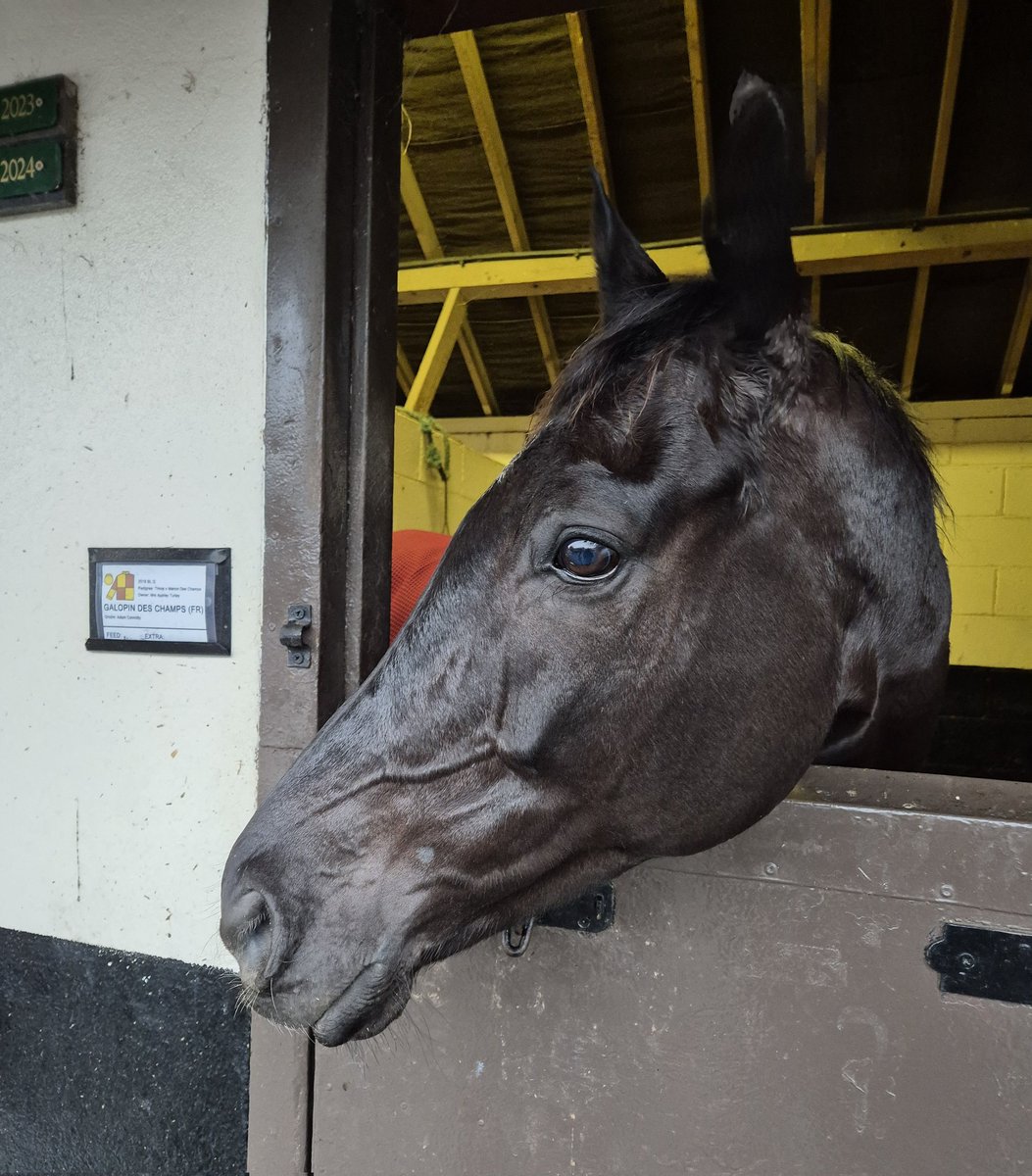 Road To Cheltenham tweet media