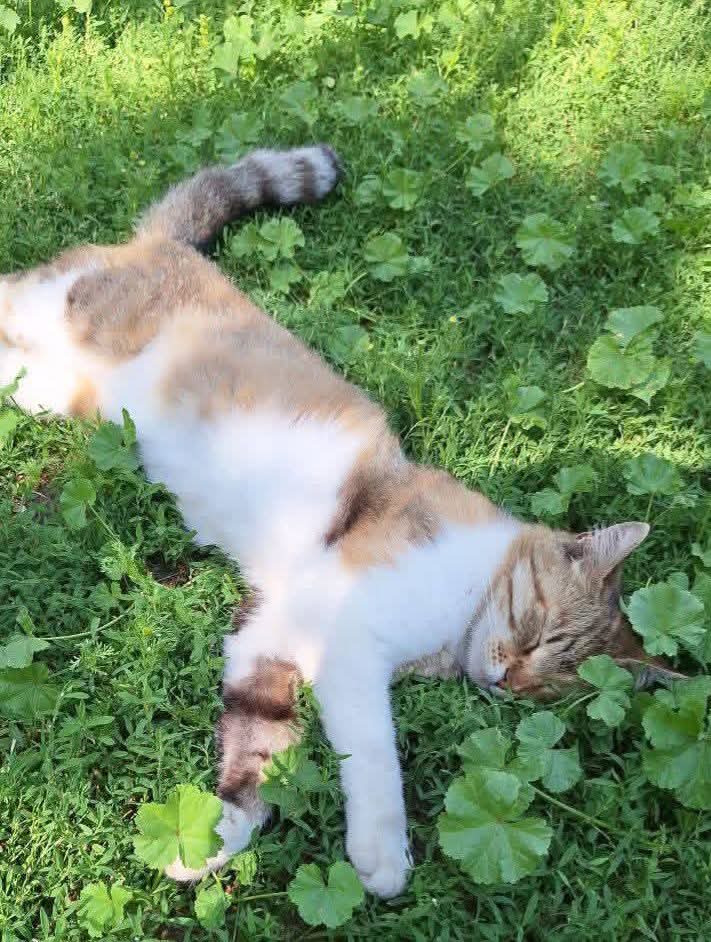 Say Hi if you are a true cat lover