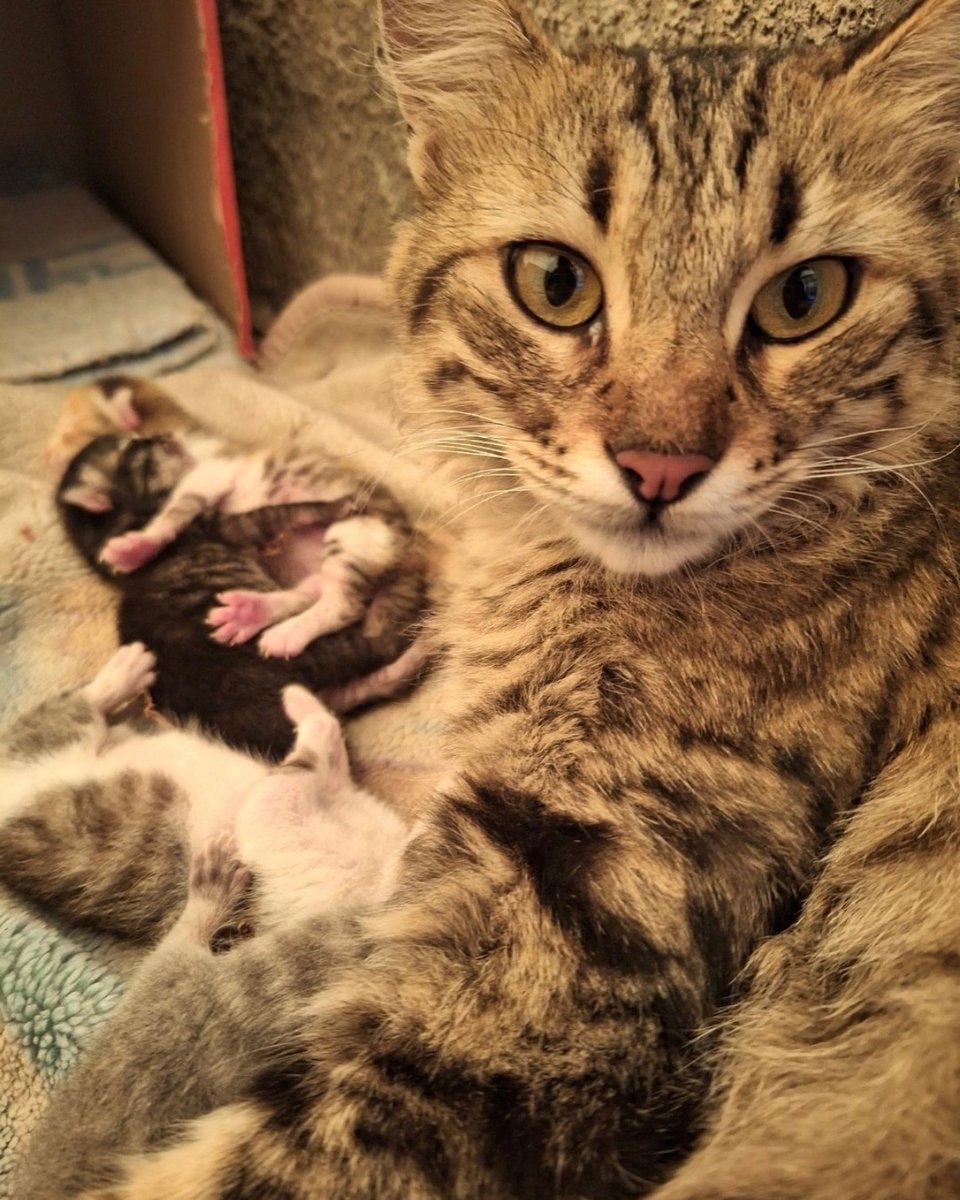 So what about your rockets that killed all my cats!!!!