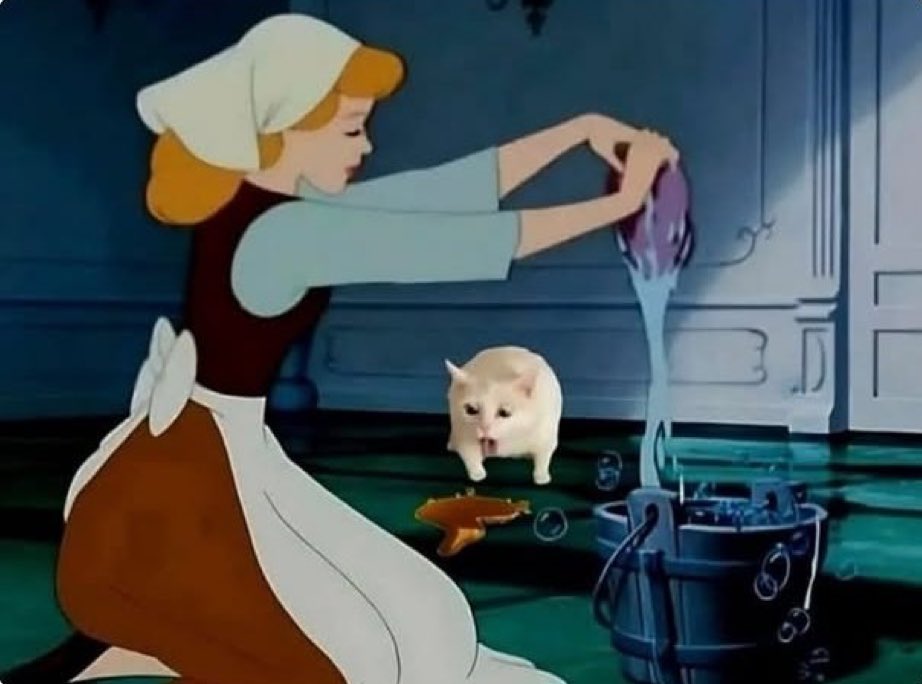 gatos fazendo gatices tweet media