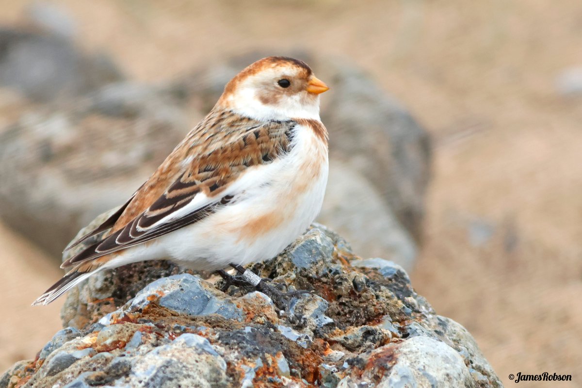 James Robson tweet media