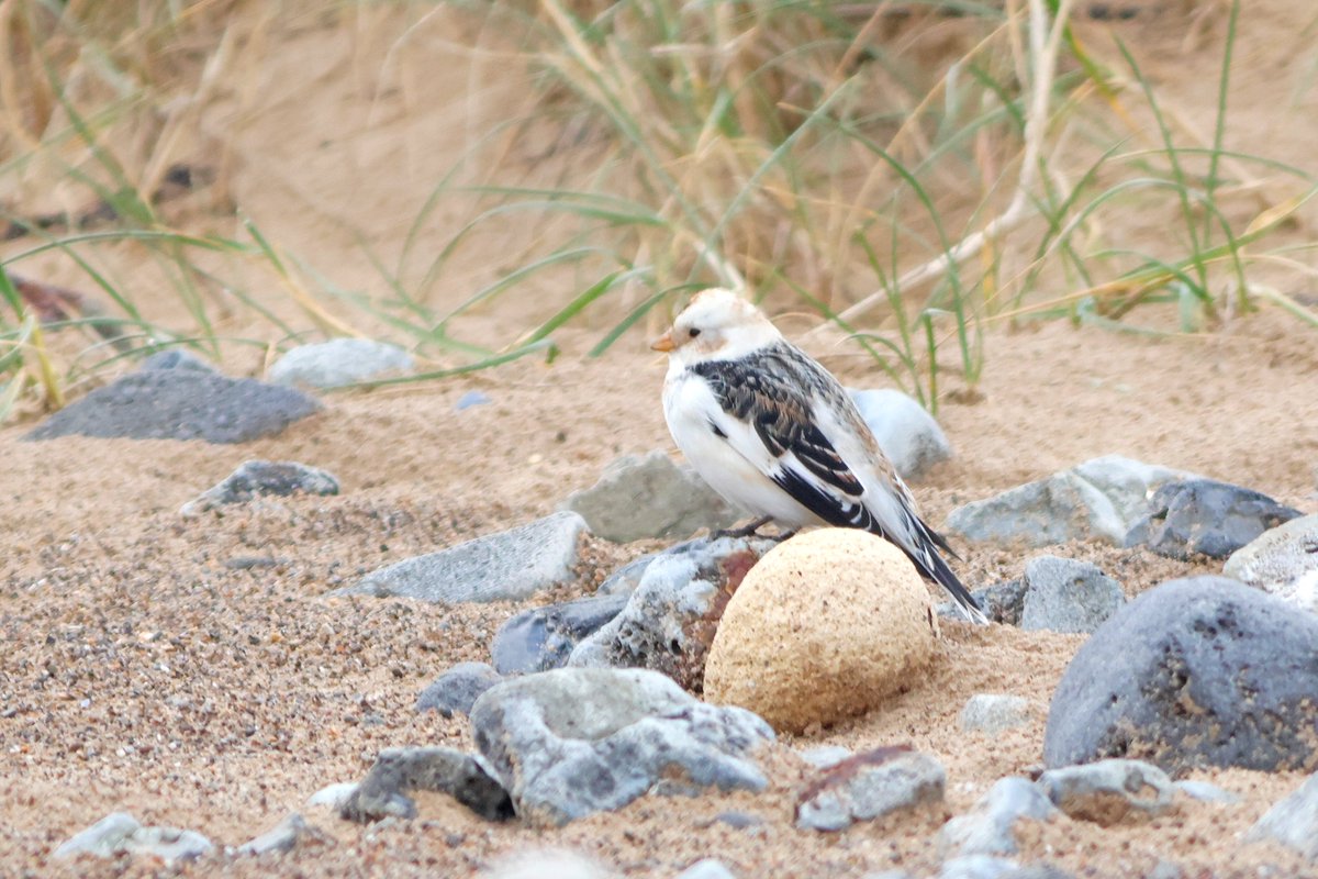 James Robson tweet media