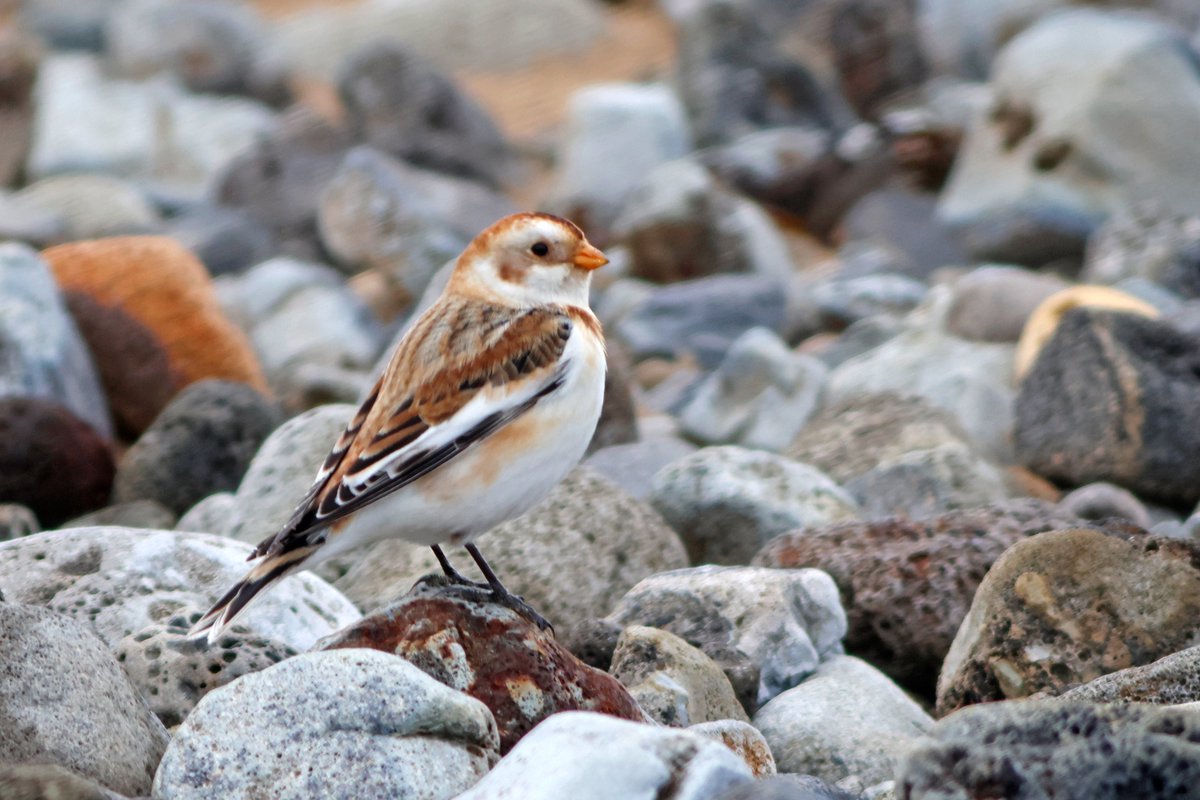 James Robson tweet media