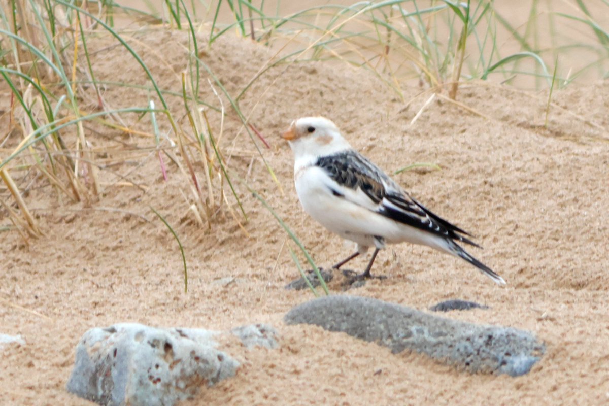 James Robson tweet media