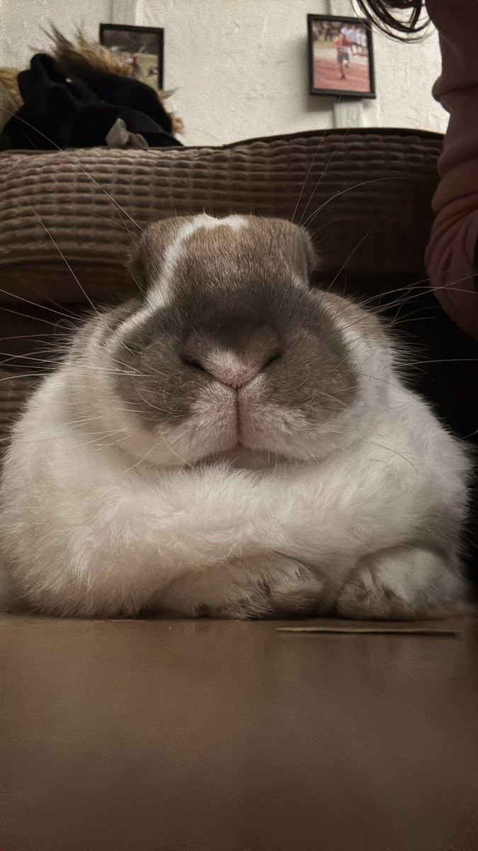 robyn 👱🏻‍♀️& paddy 🐰 (@paddyloaf) on Twitter photo 