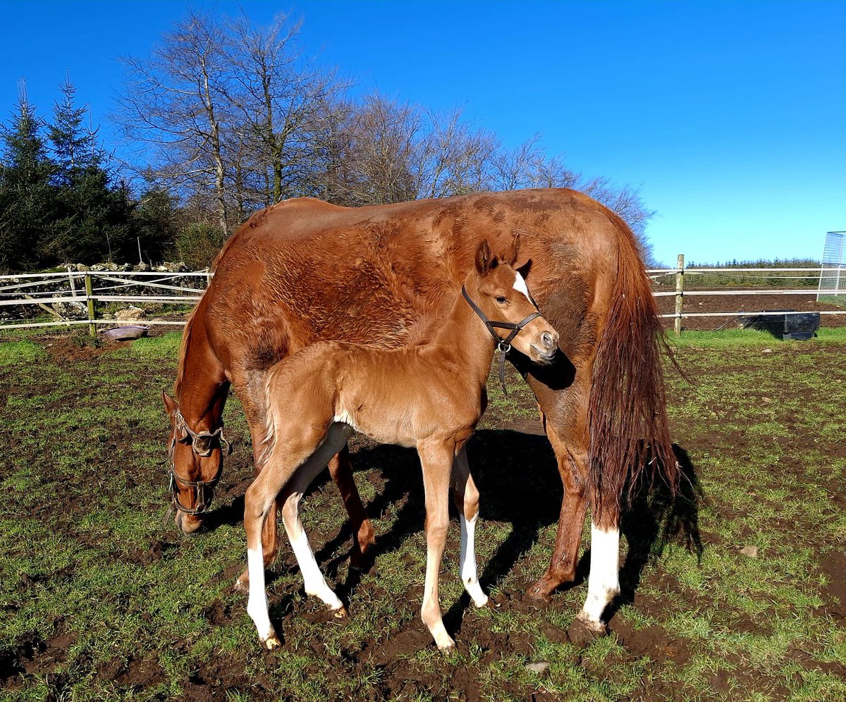 Ferdlant Stud tweet media