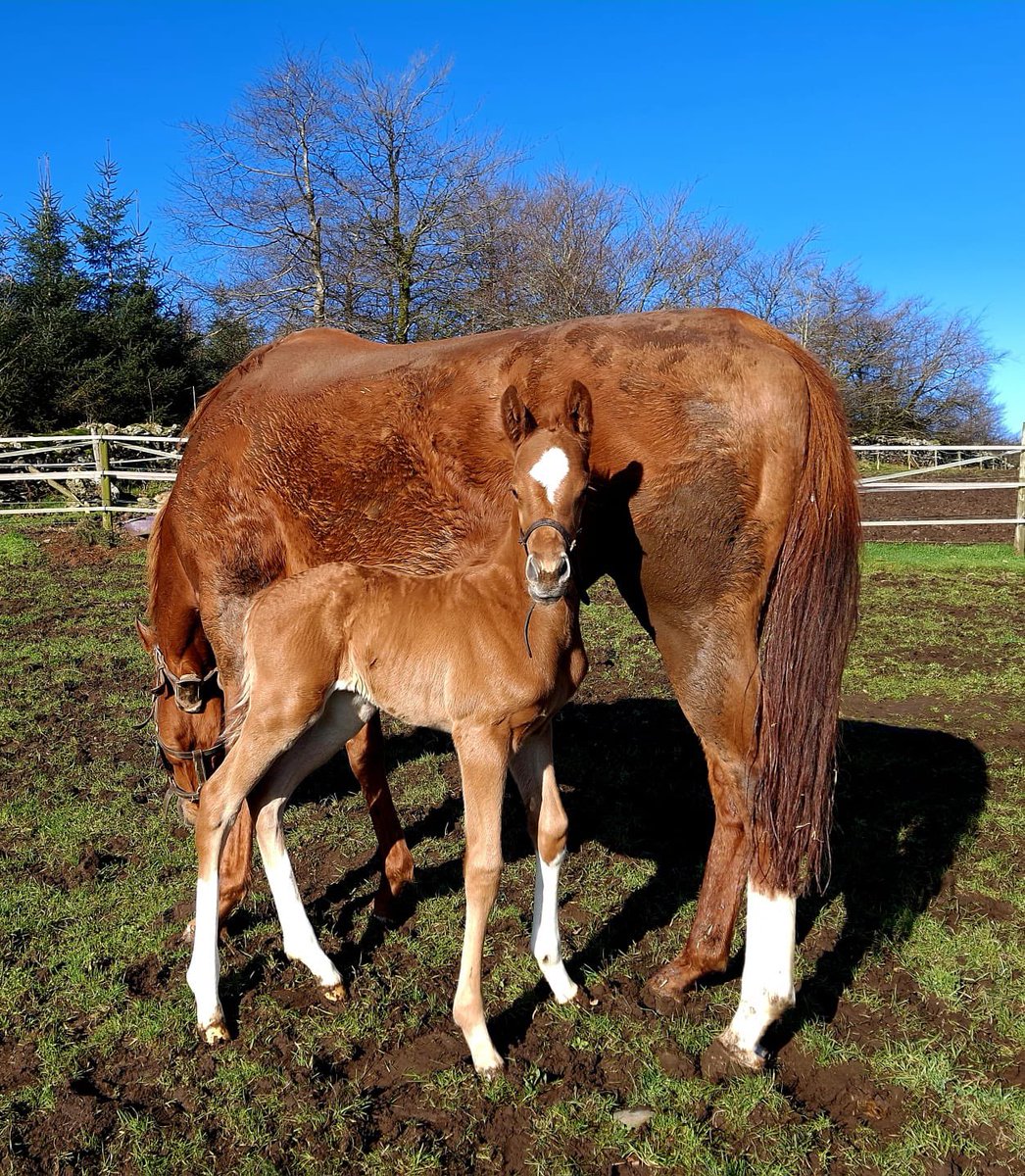 Ferdlant Stud tweet media