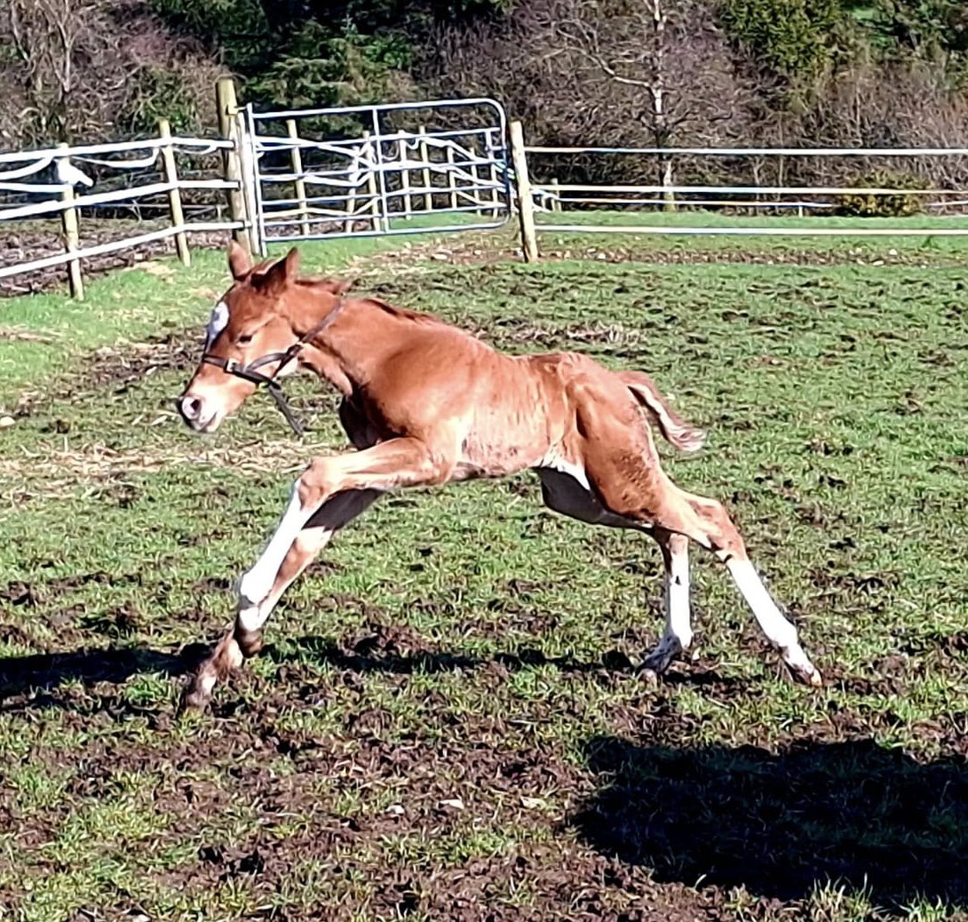 Ferdlant Stud tweet media