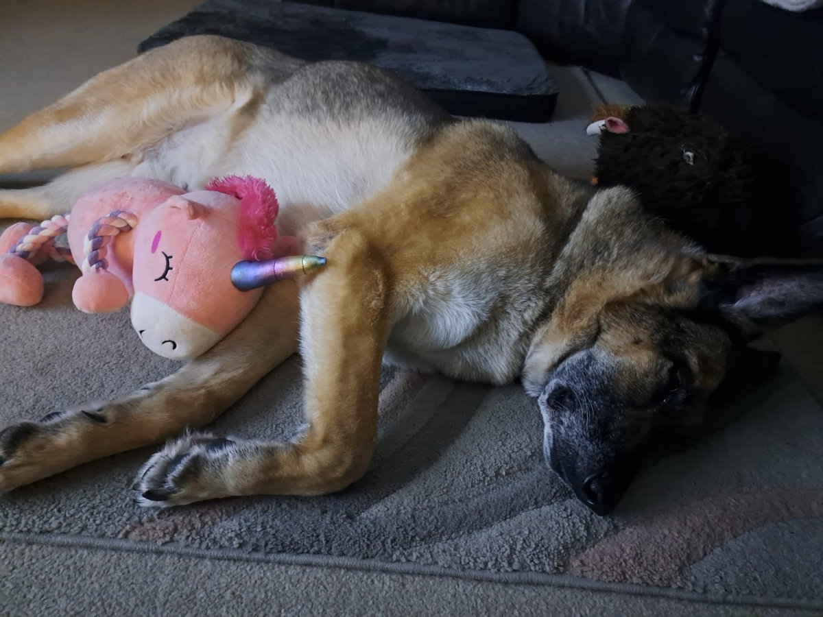 WAGs Retired Police Dogs tweet media