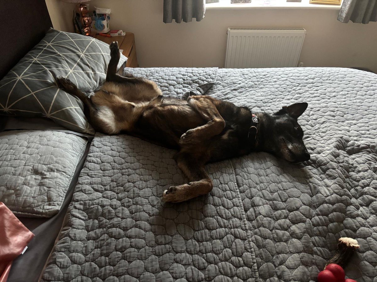 WAGs Retired Police Dogs tweet media