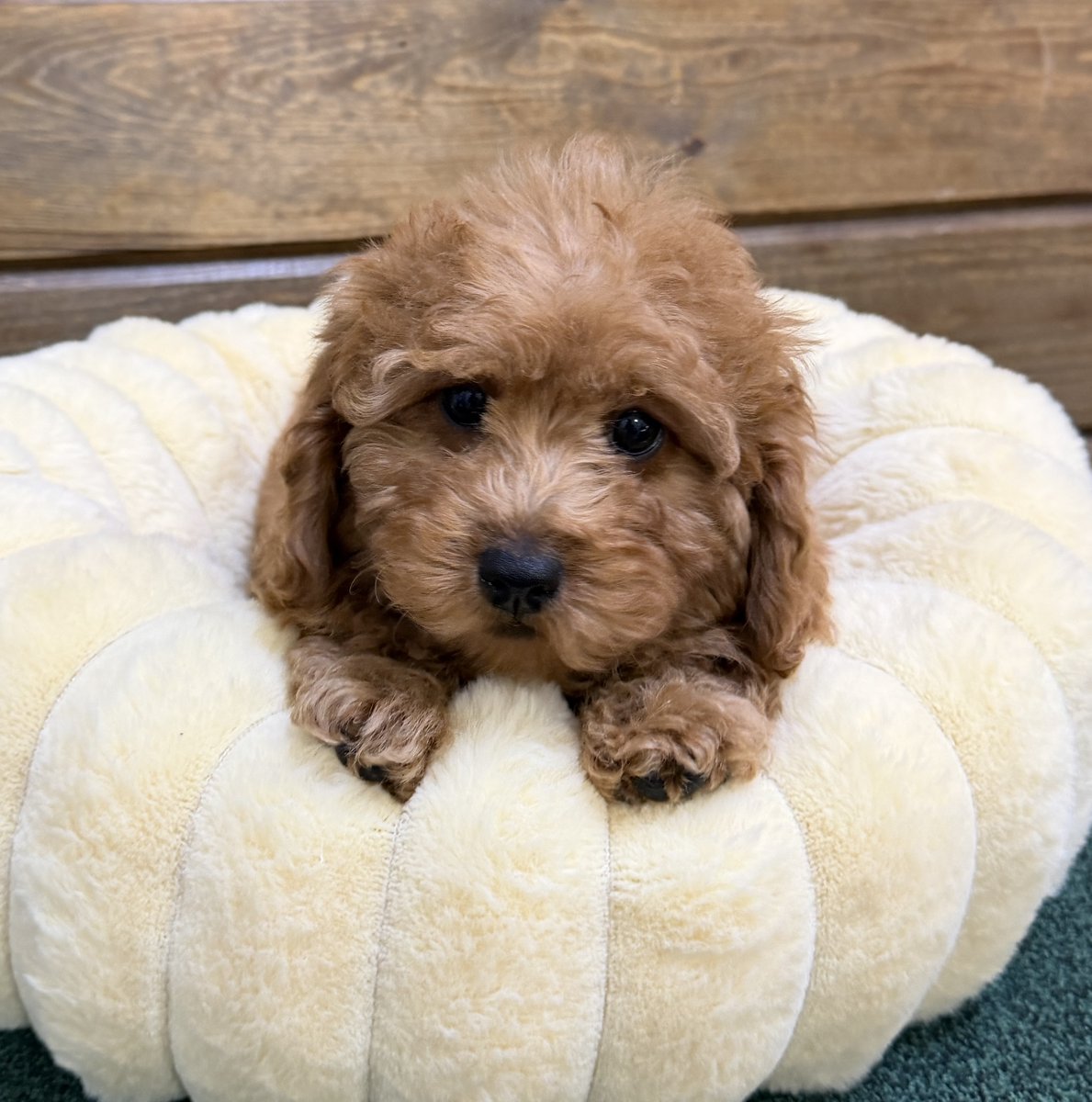 CITIPUPS's tweet photo. CITIPUPS BENTONVILLE - https://t.co/V1BO10o768 https://t.co/Oy0gtLuyub