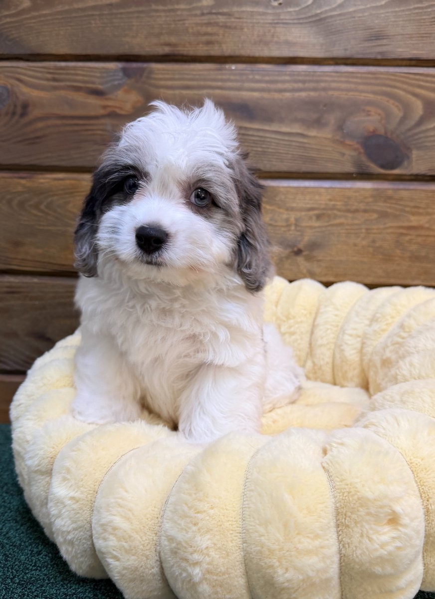 CITIPUPS's tweet photo. CITIPUPS BENTONVILLE - https://t.co/V1BO10o768 https://t.co/Oy0gtLuyub