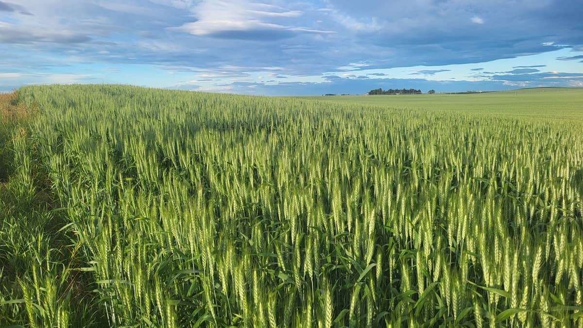 realagriculture's tweet image. AAFC's plan to close research stations threatens Canada's agricultural competitiveness. Cutting science undermines long-term fiscal responsibility. Read more from Ron DePauw and Rob Graf: ow.ly/6t1t50YpZXy

#cdnag #AAFC #agresearch